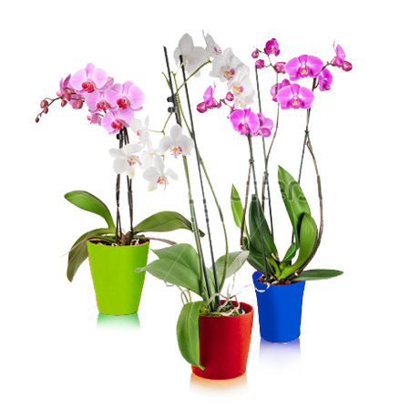 home_orchids