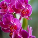 orchid-fertilizer