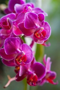 Orchid Fetilizer