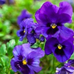 pansy-fertilizer