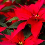 Poinsettia-fertilizer