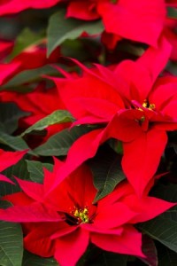 Poinsettia-Fertilizer 