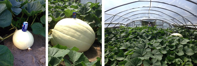 Aidie Creek Gardens - Pumpkin