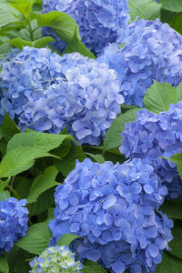 Hydrangea-Fertilizer