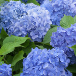 Hydrangea-fertilizer