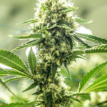 cannabis-fertilizer