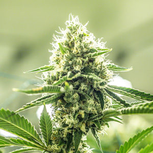 cannabis-fertilizer