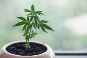how old should cannabis cuttings be before adding nutrients