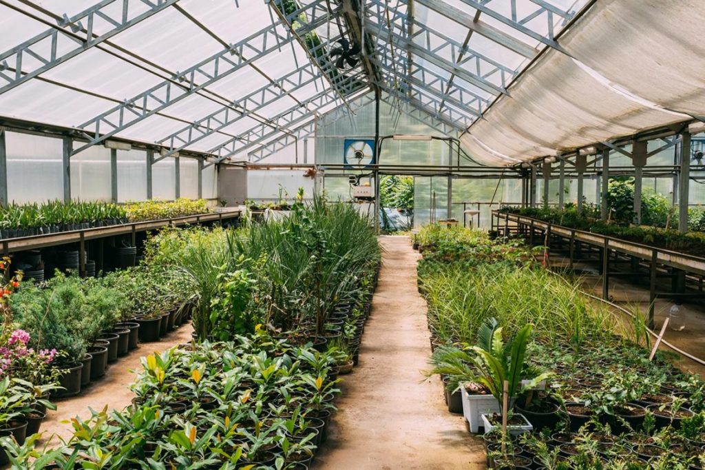 how-much-calcium-do-plants-need how much calcium fertilizer to feed plants