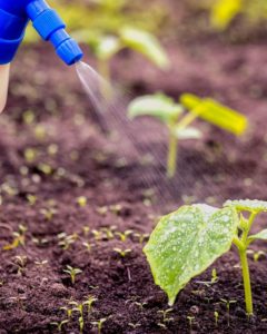 calcium to feed plants