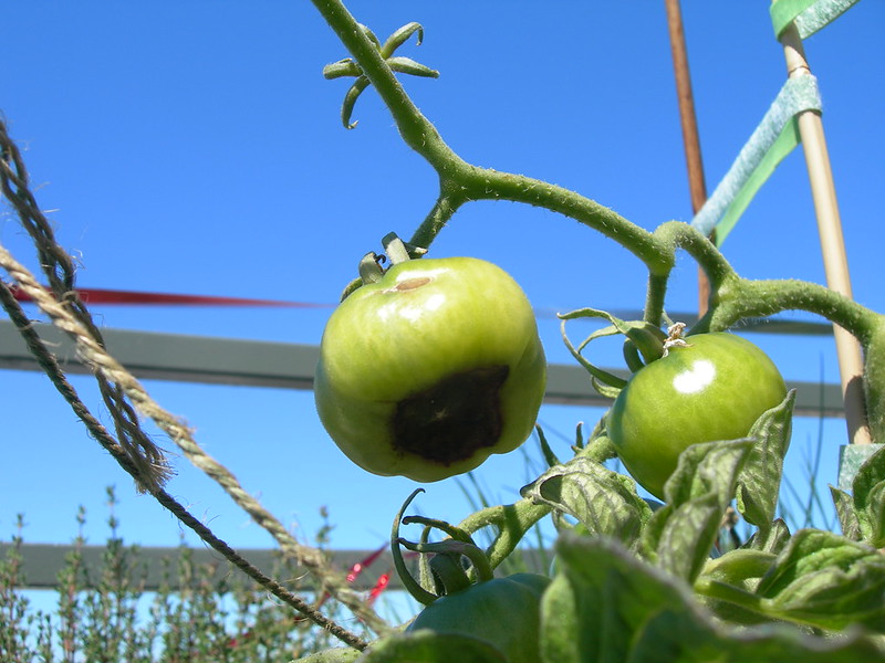 calcium deficiency in plant