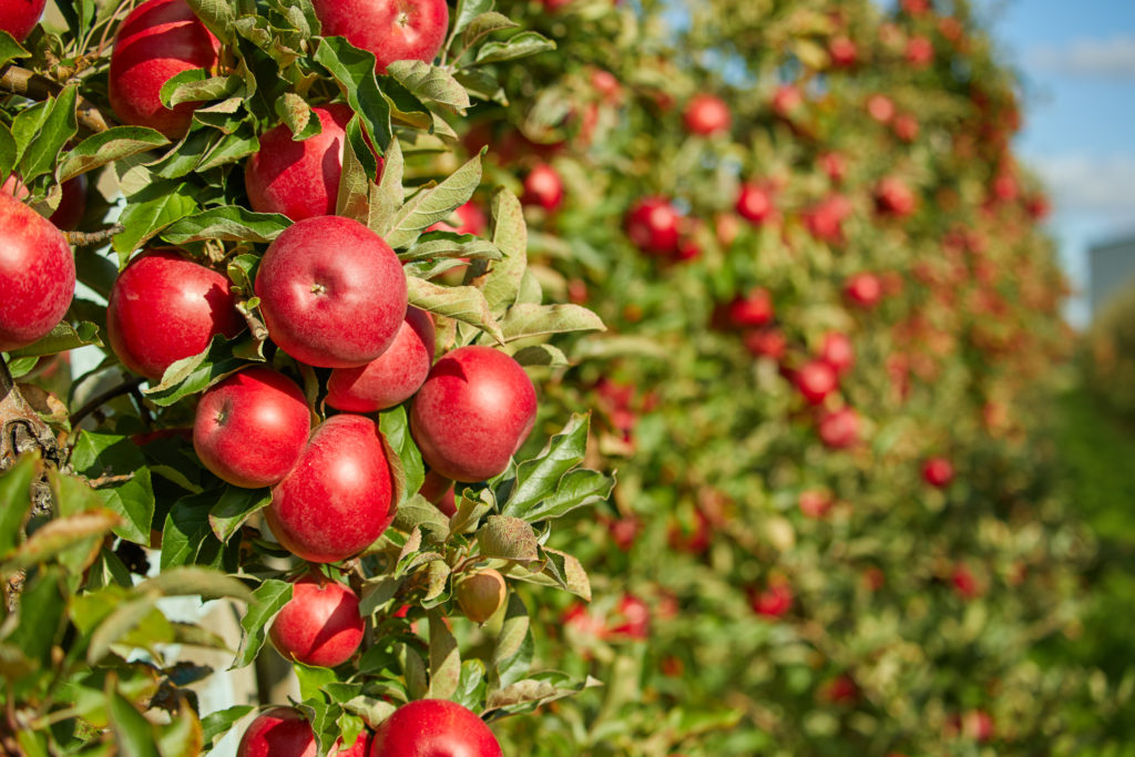 Apple trees well fertilized