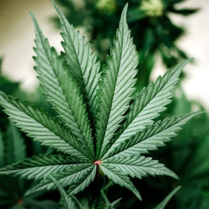Large,Indica,Plant,Sativa,Canabis,Beautiful,Background,Of,The,Theme