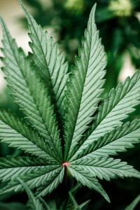 Large,Indica,Plant,Sativa,Canabis,Beautiful,Background,Of,The,Theme Cannabis