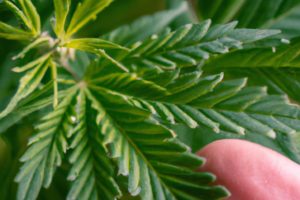 Grower inspecting a cannabis plant for nutrient deficiencies