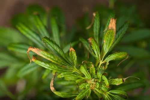 nutrient burn in cannabis plant