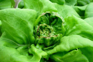 nitrogen nutrient deficiency in hydroponic lettuce