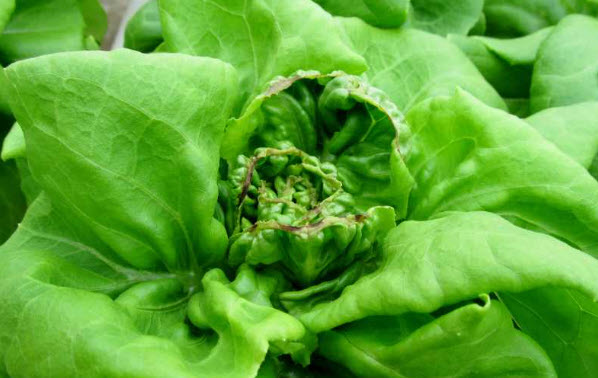 nitrogen nutrient deficiency in hydroponic lettuce