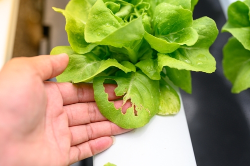 nitrogen nutrient deficiency in hydroponic lettuce