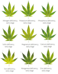 How to identify cannabis nutrient deficiencies at an early stage