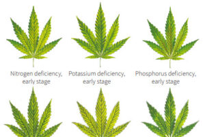 How to identify cannabis nutrient deficiencies at an early stage
