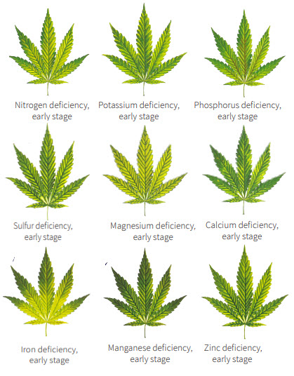 How to identify cannabis nutrient deficiencies at an early stage