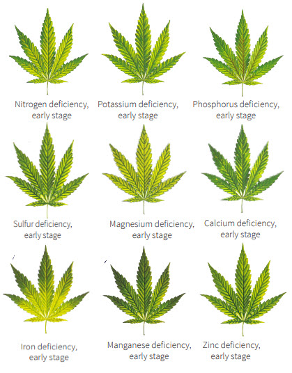 A) Effect of nutrient deficiencies on the specific growth rates