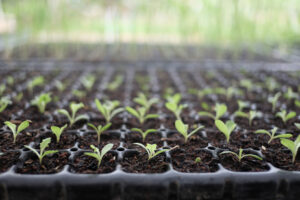 How Often Should You Fertilize During the Seedling Stage?