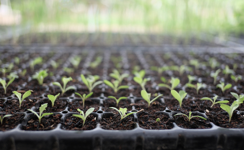 How Often Should You Fertilize During the Seedling Stage?