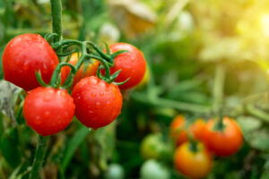 Hanging-Ripe-Red-Tomatoes-On-Green-Foliage