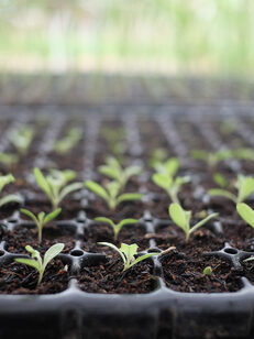How Often Should You Fertilize During the Seedling Stage?